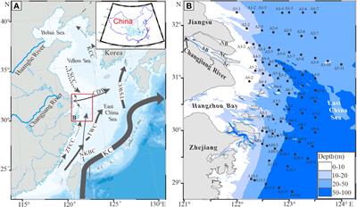 Comparison of alive and dead benthic foraminiferal fauna off the Changjiang Estuary: Understanding water-mass properties and taphonomic processes